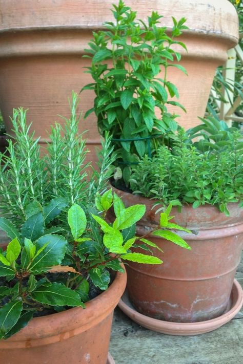 Herb Garden Planters Outdoor, Terrace Herb Garden Ideas, Herb Planter Box Ideas, Herb Gardens In Pots, Potted Herb Garden Ideas Outdoors, Mixed Herb Planter, Outside Herb Garden Ideas, Herb Planters Outdoor Patio, Herb Garden Ideas Outdoor Potted