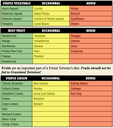 Iguana Care, Tortoise Diet, Butternut Squash Sweet, Box Turtles, Russian Tortoise Diet, Turtle Sanctuary, Tortoise Food, Tortoise Table, Bearded Dragon Diet