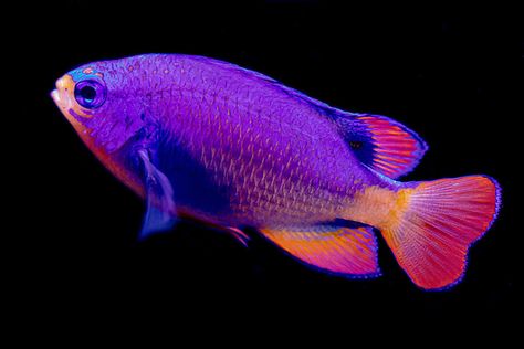 Saltwater Aquarium Beginner, Marine Aquarium Fish, Saltwater Aquarium Fish, Salt Water Fish, Cool Fish, Tropical Animals, Saltwater Tank, Beautiful Sea Creatures, Marine Aquarium