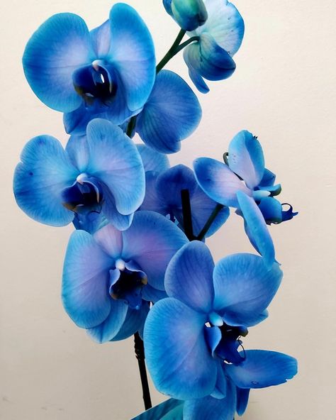 Royal Blue Orchids, Blue Orchids Aesthetic, Blue Orchid Tattoo, Blue Orchid Flower, Orchid Blue, Flowers Black Background, Orchid Tree, Anthurium Flower, Orchid Tattoo