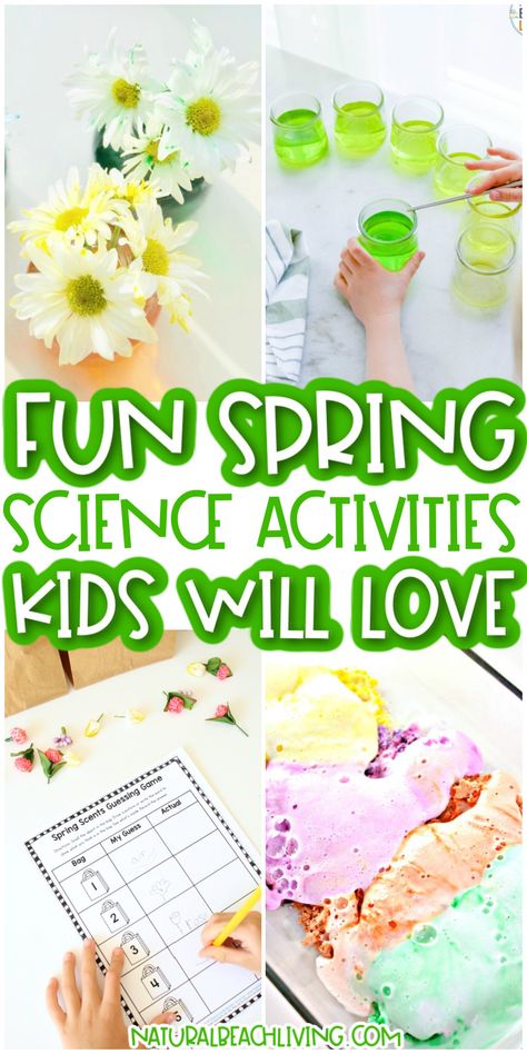 Spring Theme Ideas, Jelly Bean Science Experiment, Spring Activities For Preschoolers, Spring Science Experiments, Spring Science Activities, Birdseed Ornaments, Beans Seeds, Spring Theme Preschool, Spring Science