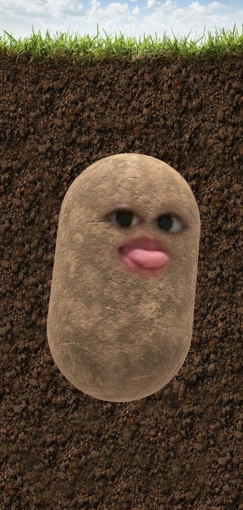 Potato Filter, Potato Meme, Funny Filters, Potato Face, Beauty And The Beast Art, Potato Funny, Cute Potato, Instagram Photo Frame, Hair Color Brown