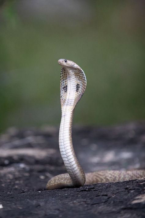 Indian Cobra, King Cobra Snake, Army Love Photography, Snake Images, Snake Photos, Venomous Snake, Kids Yoga Classes, Neck Patterns, Cobra Art