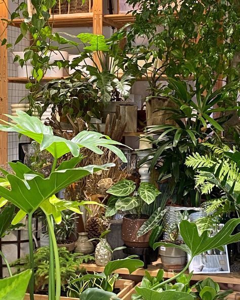 it’s a lovely day to have the door open today 🌱✨ We have stocked up on indoor plants, pots, gardening goods and more in the shop this week 🫶🏻✨ —————— Visit our store: Plantae Lover SS19 Subang Jaya [ 29 Jalan SS19/7, 47500 Subang Jaya, Selangor] Shop on Website: www.plantaelover.shop Operating hours: Mon, Tue 13:00-18:00 | Thu, Fri, Sat, Sun 11:00-18:00 | Closed on Wed #plantaelover #plantshop #plantstyle #plantstyling #plantbook #plantdecor #slowliving #livingwithplants #plantinterior #in... Indoor Plants Pots, Subang Jaya, Plants Pots, Plant Book, Door Open, Lovely Day, Door Opener, Slow Living, Plant Decor