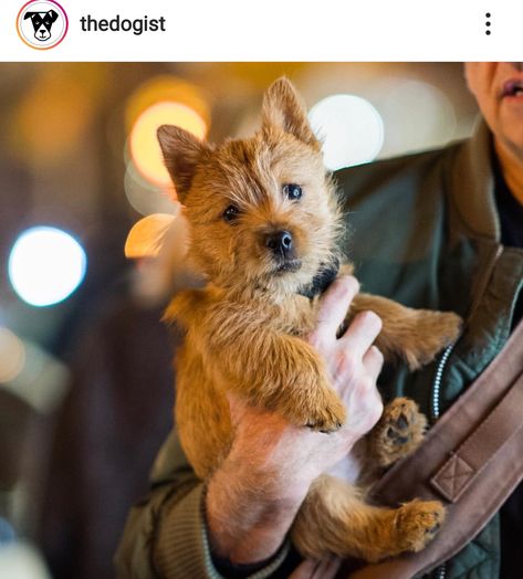 Norwich Terrier Puppy, Norfolk Terrier, Cairn Terriers, Norwich Terrier, Norwich Norfolk, English Sheepdog, Old English Sheepdog, Poodle Mix, Cairn Terrier