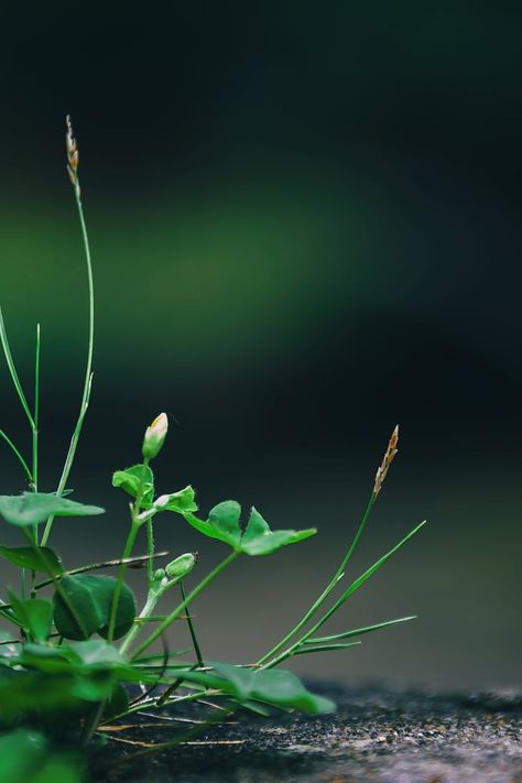 Forest Close Up, Grass Close Up, Micro Plants, Nature Verte, Environment Inspiration, Lightning Bug, Plant Tissue, Photos Background, Close Up Photo