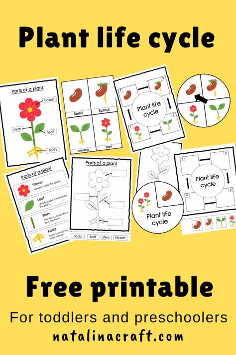 Lifecycle Of Plants Activities, Plant Life Cycle Activities Kindergarten, Plants Life Cycle Activities Free Printable, Plant And Seed Preschool Activities, Plant Life Cycle Preschool Activities, Planting Lesson Plans For Preschool, Planting And Gardening Preschool Crafts, Plant Study Preschool, Seed Life Cycle Free Printable