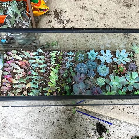 Succulent Propagation Station, Repurposed Fish Tank Ideas, Repurpose Fish Tank, Fish Tank Garden, Tank Terrarium, Succulent Propagation, Garden Succulents, Fish Tank Terrarium, Terrarium Ideas