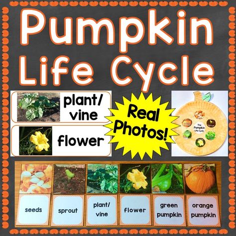 Pumpkin Life Cycle Photographs - Free Life Cycle Sequencing Cards - Lessons for Little Ones by Tina O'Block Pumpkin Life Cycle Kindergarten, Pumpkin Learning Activities, Pumpkin Life Cycle Craft, Craft Poster, Pumpkin Lessons, Pumpkin Learning, Shadow Activities, Cycle Poster, Student Gift Tags