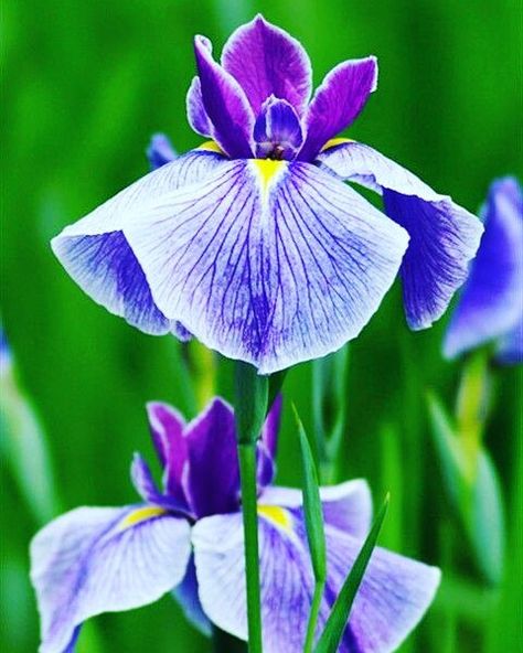 Iris Photo Credits: Norfolk Florist & Gifts by i_lovegardening Watercolor Pencil, Easy Flower, Unusual Flowers, Purple Iris, Iris Flowers, Arte Floral, Flower Beauty, Types Of Flowers, Beautiful Blooms