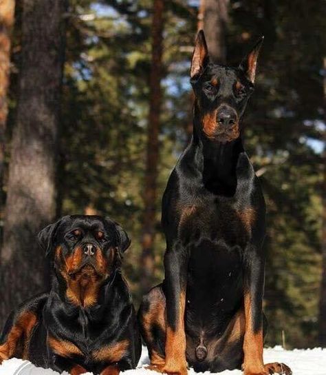 Rottweiler and Doberman Rottweiler And Doberman, Scary Dogs, Doberman Puppy, Doberman Dogs, Rottweiler Puppies, Rottweiler Dog, Pretty Dogs, Best Dog Breeds, Pretty Animals