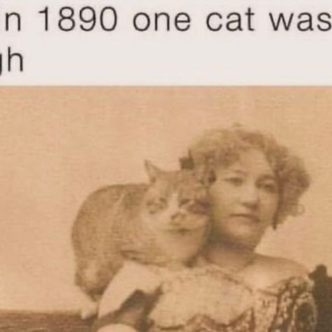 🐱 Stuff With Cats | Pet Memes on Instagram: "Crazy cat ladies have always existed 😂♥️" Pet Memes, Cats Pet, Crazy Cat, Crazy Cat Lady, Animal Memes, Crazy Cats, Cat Lady, Pets Cats, Pet