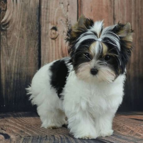 Morkie Puppies For Sale, Biewer Terrier, Biewer Yorkie, Morkie Puppies, Top Dog Breeds, Cele Mai Drăguțe Animale, Yorkshire Terrier Puppies, Rottweiler Puppies, Terrier Puppies