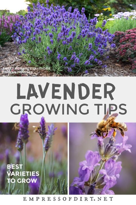 Lavender Planter Boxes, Lavender Garden Front Yards, Lavender Garden Landscaping, Lavender Plant Garden, Growing Lavender Outdoors, Planting Lavender Outdoors, Landscaping Lavender, Lavender Garden Ideas, Lavender Pruning