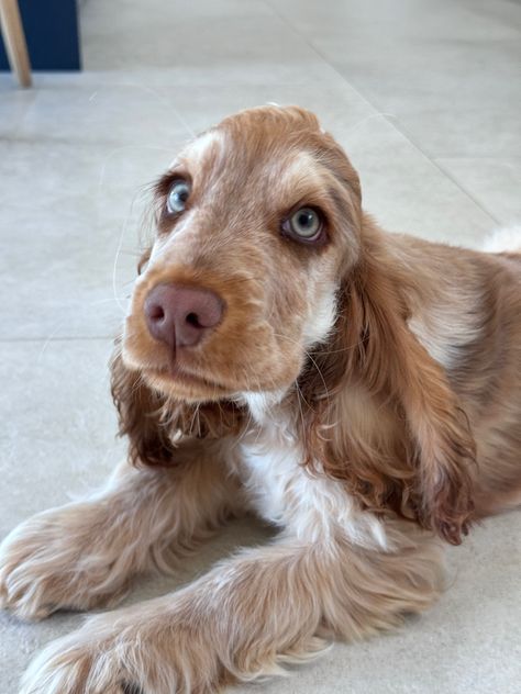 Cute English show cocker spaniel puppy, chocolate roan sable Chocolate Roan Cocker Spaniel, Liver Roan Cocker Spaniel, Cocaspanial Dog, Sable Cocker Spaniel, Orange Roan Cocker Spaniel, Cooker Spaniel, Chocolate Cocker Spaniel, English Cocker Spaniel Puppies, Spaniel Cocker