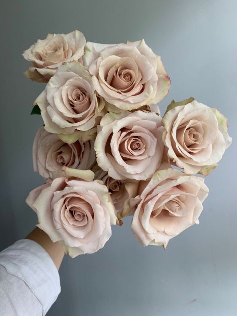 Quicksand Rose Wedding, Quicksand Rose, Rose Varieties, Light Pink Flowers, Blush Roses, Types Of Flowers, Rose Wedding, The Flowers, Pretty Flowers