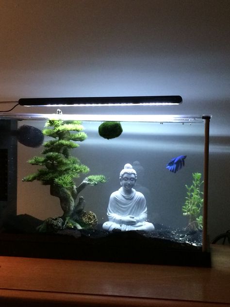 5 gallon fluval spec v with a betta (petco) and decor from petsmart.  https://www.amazon.com/Fluval-Spec-Aquarium-5-Gallon-Black/dp/B0089E5VLC Animal Therapy, Fish Tank Themes, Fish Tank Terrarium, Amazing Aquariums, Cool Fish Tanks, Fish Tank Design, Betta Aquarium, Aquarium Terrarium, Diy Aquarium