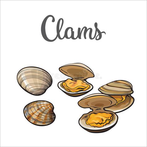 Raw clams on white background. Clams, mussels, seafood, sketch style vector illu #Sponsored , #SPONSORED, #AFFILIATE, #white, #Raw, #clams, #background Shellfish Illustration, White Background Drawing, Food Sketch, Background Drawing, Sketch Style, Still Life Drawing, Banner Printing, Food Drawing, Food Illustrations