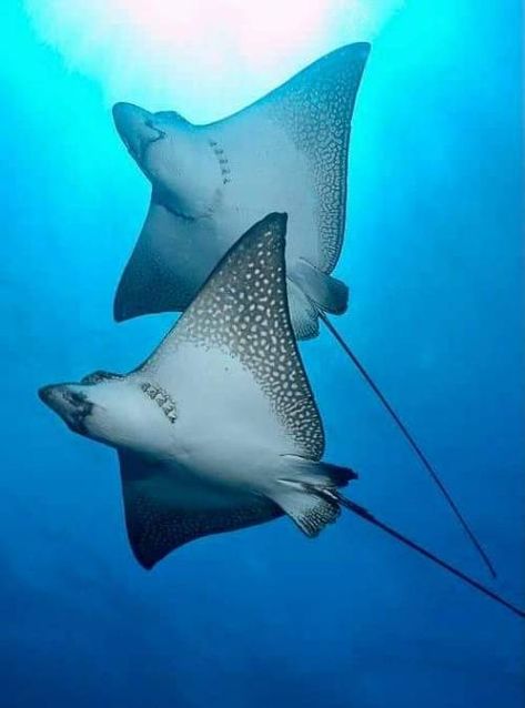 Ray Fish, Stingray Fish, Fish Photos, Spotted Eagle Ray, Fish List, History Photography, Eagle Ray, Fauna Marina, Fish Species