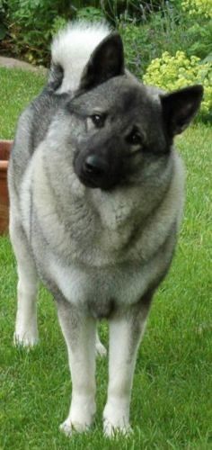 Swedish Elkhound, Lil Puppy, Norwegian Elkhounds, Spitz Breeds, Gray Dog, Norwegian Elkhound, Dog Breeds Medium, Dog Rules, Man And Dog