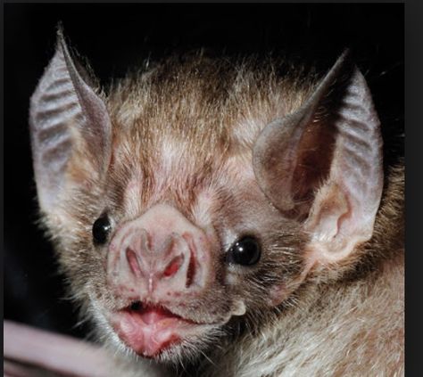 Doh! Just want to pet it's nose ! Vampire Bat, Close Up, Bat, A Small, Nature