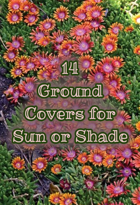 Ground Cover For Sunny Slopes, Shade Rock Garden Plants, Perennial Ground Cover Flowers, Frogfruit Ground Cover, Ground Covers For Slopes, Ground Cover Along Fence, Zone 9 Ground Cover, Hill Ground Cover Ideas, Ground Cover For Shady Areas