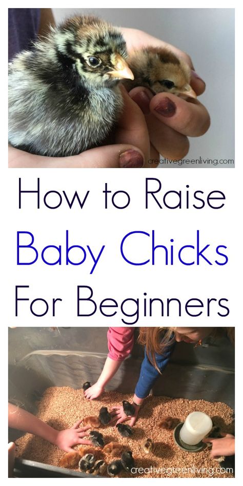 Chicks For Beginners, Chickens For Beginners, Raising Baby Chicks, Baby Chicks Raising, Raising Chicks, Backyard Chicken Farming, Coop Ideas, Raising Backyard Chickens, Chicken Garden