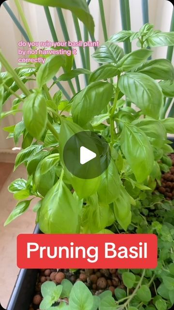 Tara McKay on Instagram: "Are you someone that likes Basil but struggle to get your basil growing thick and bushy?  This is how I prune my Basil to get it growing continually and producing beautiful sweet leaves.   If you grow your own Basil or want to try this is the best way to get the most out of your plant.   #growbasil #basil #costofliving #costoflivingcrisis #twinmum #costoflivingsolutions #mumof5 #howtoharvestbasil #herbgarden #smartsavings #savemoney #savingmoney #savetime #howtogrowbasil #budgetingtips #budgeting #herbs #herbgarden" Pruning Basil Plants Video, Pruning Basil Plants, How To Grow Basil Outdoors, How To Cut Basil From Plant, How To Prune Basil, Basil Growing, Pruning Basil, Basil Garden, Harvesting Basil