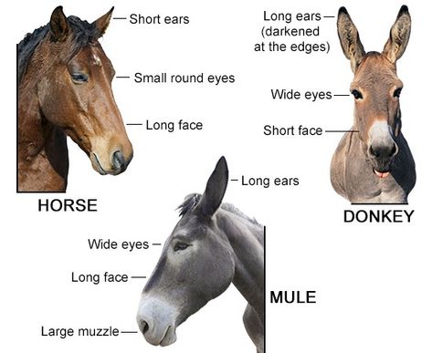 Differences in features of donkey, horse, and mule Donkey Anatomy, Mule Animal, Donkey Face, Donkey Care, Mules Animal, Mini Donkey, Missouri Mule, Face Anatomy, Muar