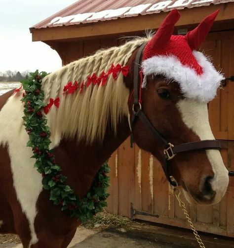 Horse Braiding, Barn Christmas, Christmas Elf Costume, Christmas Horse, Horse Christmas, Rasy Koni, Horse Mane, Horse Costumes, Horse Tail