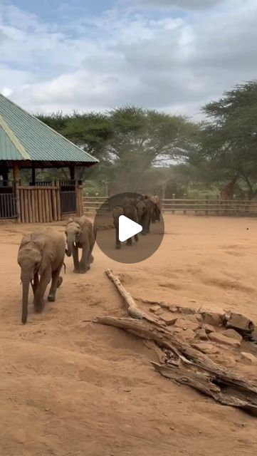 Baby Elephant Video, Elephant Gif, Running Day, Baby Elephants, Elephant Sanctuary, Milk Bottles, Milk Bottle, On Repeat, Baby Elephant