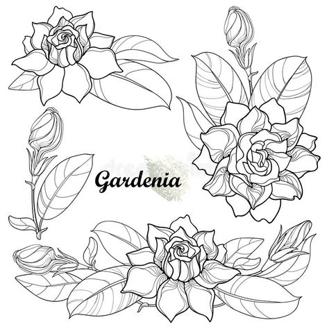 Gardenia Tattoo Design, Gardina Flowers Tattoo, Gardenia Drawing, Gardina Flowers, Gardenia Tattoo, Applic Work, Butterfly Leg Tattoos, Bird Of Paradise Tattoo, Flower Pattern Design Prints