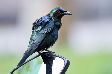 Asian Glossy Starling, Starling, Blue Jay, Bat Wings, Beautiful Birds, Birds, Animals