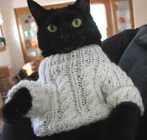 Cat in cable #knit sweater.  I have never met a cat that would let me put a sweater on him/her.  This is a very special cat! A Black Cat, Funny Cat Memes, Cat Clothes, Cats Meow, Black Cats, Crazy Cat Lady, Beautiful Cats, Crazy Cats, Cat Pics