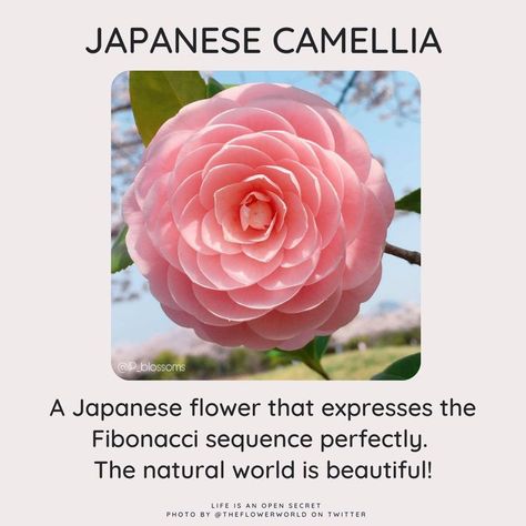 "A Japanese flower that expresses the Fibonacci sequence perfectly. The natural world is beautiful!" Fibonacci Flower, Japanese Camellia, Shoulder Tats, Secret Photo, Fibonacci Sequence, Japanese Flower, Human Anatomy And Physiology, The Natural World, Golden Ratio