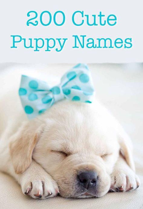 Cute Puppy Names - Over 200 Adorable Ideas For Naming Your Dog Unique Puppy Names, Boy Puppy Names, Dog Names Female, Girl Dog Names Unique, Puppies Names Female, Dog Names Girl, Names For Pets, Male Dog Names, Unique Dog Names