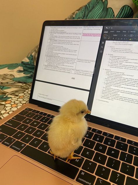 Urban Chickens, Pet Ducks, Cute Ducklings, Cut Animals, Baby Chickens, Baby Ducks, Super Cute Animals, Pretty Animals, Funny Wallpaper