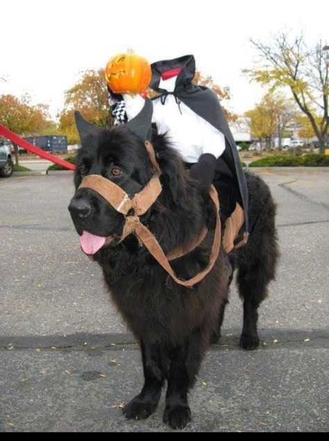 Newfoundland headless horseman dog  halloween costume English Mastiff Halloween Costume, Dog Monster Costume, Newfoundland Halloween Costumes, Newfoundland Dog Costumes, Large Dog Costume Ideas, Black Dog Halloween Costumes With Owner, Halloween Costumes For Black Dogs, Costumes For Black Dogs, Bernese Mountain Dog Halloween Costumes