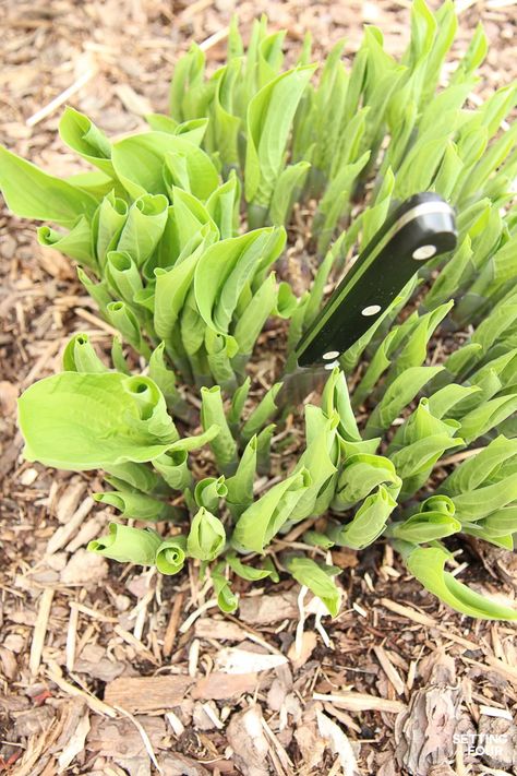 Hostas Plants, Divide Hostas, Garden Problems, Shade Garden Plants, Hosta Gardens, Plantas Bonsai, Hosta Plants, Leafy Plants, Growing Tips