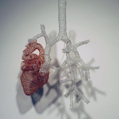 Anatomical Heart Art, Anatomical Art, Wire Knitting, Peacock Wall Art, Creation Art, Wire Crochet, Art Curriculum, Wire Sculpture, University Of Michigan