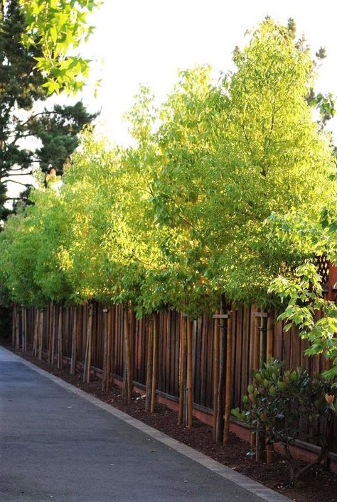 Living Fences, Privacy Landscaping Backyard, Landscaping Along Fence, Bamboo Trees, Fence Plants, Privacy Trees, Backyard Trees, Landscaping Trees, Columnar Trees