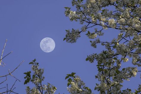 Bradford Pear With Full Moon Moon Wallpaper Laptop, Full Worm Moon, Crow Moon, Worm Moon, Moon Lover, Phone Wallpaper Boho, Moon Clouds, 사진 촬영 포즈, Moon Pictures