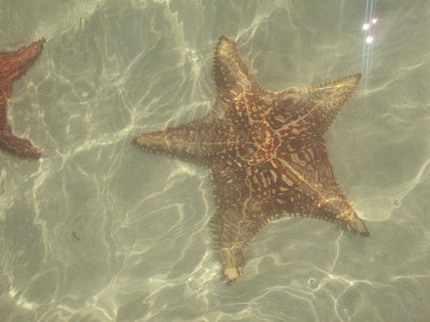 Star Fish, Grand Cayman, Cayman Islands, Starfish, Need To Know, Fish