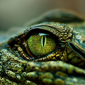 'Eye of the Crocodile', photo by Damienne Bingham (from Brisbane, Australia), via Redbubble Crocodile Eyes, Reptile Eye, Regard Animal, Crocodiles, Reptiles And Amphibians, Arte Animal, Didi, Nature Animals, Amphibians