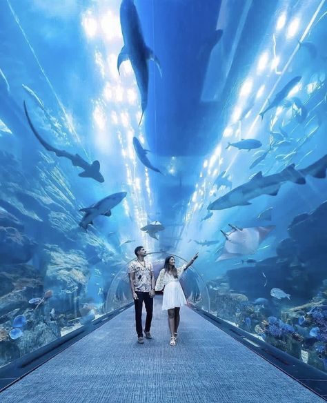 Dubai Aquarium Dubai Frame, Dubai Aquarium, Big Aquarium, Italy Itinerary, Dubai Hotel, Underwater Photos, Dubai Mall, Underwater Photography, Underwater World