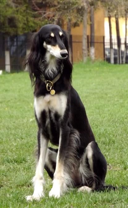 Saluki Puppy, Saluki Dogs, Dog Trends, Dog Anatomy, Dog Stories, Pretty Dogs, Pretty Animals, Dog Id, Cute Cats And Dogs