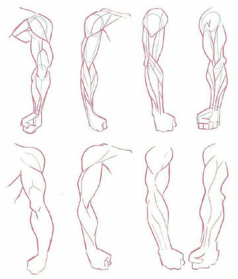 Draw Arms, Arms Drawing, Drawing Arms, Arm Anatomy, Arm Drawing, Human Body Drawing, Výtvarné Reference, Anatomy Tutorial, Human Anatomy Drawing