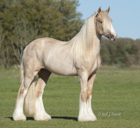 Cavalo Palomino, Gorgeous Horses, Palomino Horse, Clydesdale Horses, Big Horses, Most Beautiful Horses, Horse World, Pretty Animals, Cute Animals Images