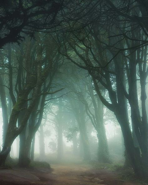 Into the foggy forest Magical Forest Photography, Mist Forest Painting, Dark Forest Asethic, Fog Forest Painting, Landscape Scary, Haunted Forest Aesthetic, Creepy Forest Aesthetic, Mystical Forest Painting, Deep Forest Aesthetic