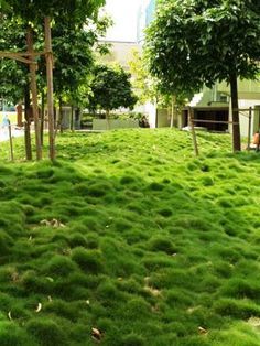 Zoysia tenuifolia, 'No Mow Grass'                                                                                                                                                                                 More Zoysia Tenuifolia, Grass Alternatives, Moss Gardens, Moss Lawn, Grass Alternative, Zoysia Grass, No Mow Grass, Lawn Alternatives, Grasses Landscaping